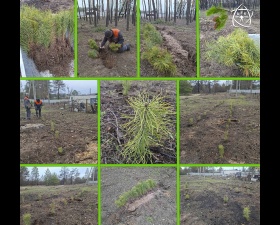 Відновлення соснового бору в с. Зарічне